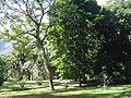 Pau-Brasil